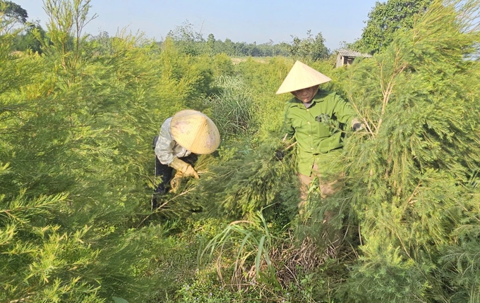 Harvesting leaves and branches of eucalyptus trees for essential oil production. Photo: T. Duc.