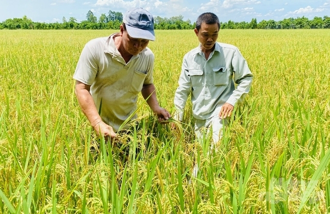 Sản xuất nông, lâm nghiệp và thủy sản có năng suất lao động tăng trưởng cao nhưng giá trị tuyệt đối tương đối thấp. Ảnh: Lê Hoàng Vũ.