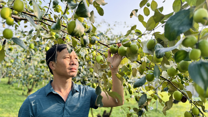 Táo của gia đình anh Tính đang bán với giá từ 40 - 60 nghìn đồng/kg. Ảnh: Ánh Nguyệt.