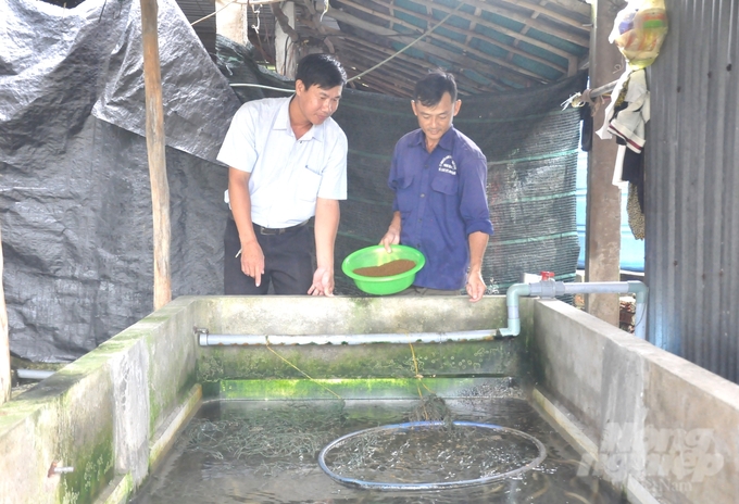 Trùn quế là nguồn thức ăn giàu đạm phục vụ chăn nuôi rất hiệu quả, trong chuỗi kinh tế tuần hoàn tại Hậu Giang được nông dân sử dụng làm thức ăn nuôi lươn, cá, gia cầm, thay thế một phần thức ăn công nghiệp. Ảnh: Trung Chánh.