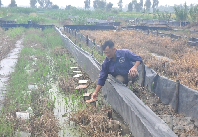 Trang trại của anh Giang nuôi lươn sinh sản để vừa chủ động con giống phục vụ nuôi lươn thịt, vừa cung ứng ra thị trường. Ảnh: Trung Chánh. 