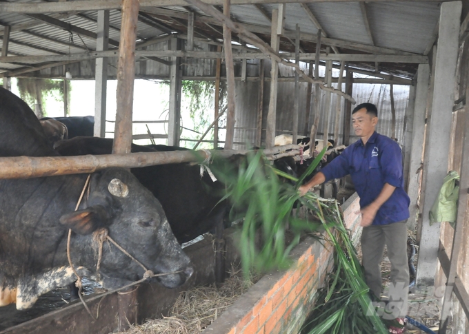 Phân bò được anh Giang tận dụng nuôi trùn quế và trồng cỏ, cỏ được thu hoạch làm thức ăn cho bò. Ảnh: Trung Chánh.