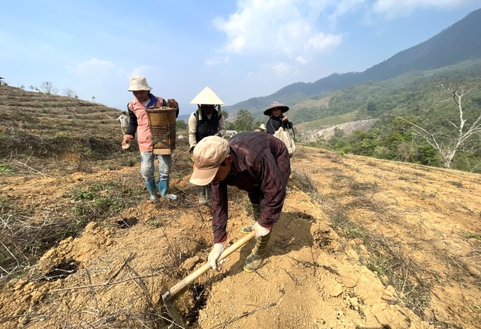 HTX Nông sản và Thảo dược Tu Mơ Rông hỗ trợ người dân trồng gừng xuất khẩu. Ảnh: Tuấn Anh.