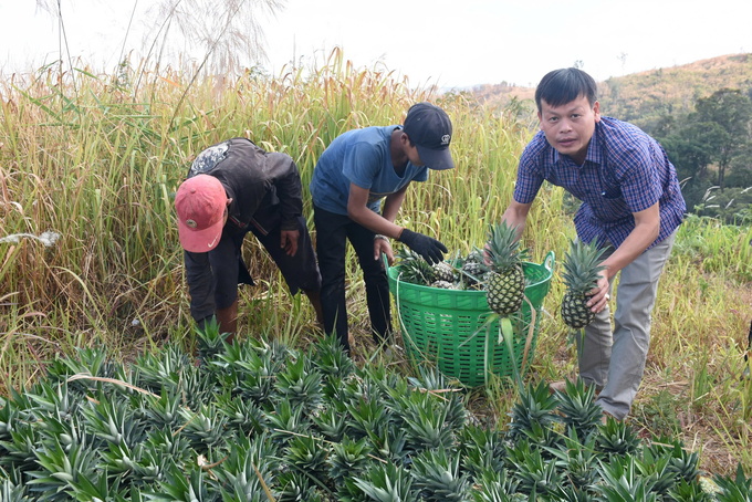 Nhiều HTX ở Kon Tum giúp người dân phát triển kinh tế, nâng cao thu nhập. Ảnh: Tuấn Anh.