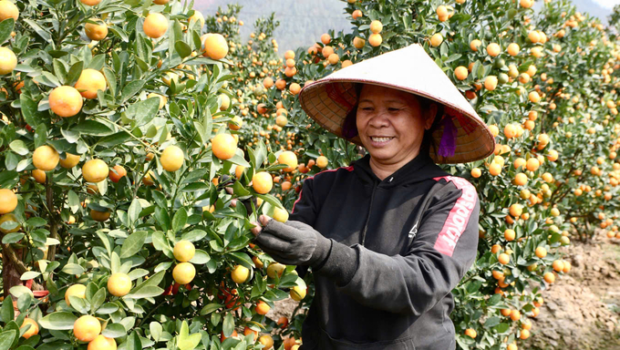 Bà Nguyễn Thị Mười phấn khởi khi quất được mùa, bán được giá cao. Ảnh: Thanh Phương.