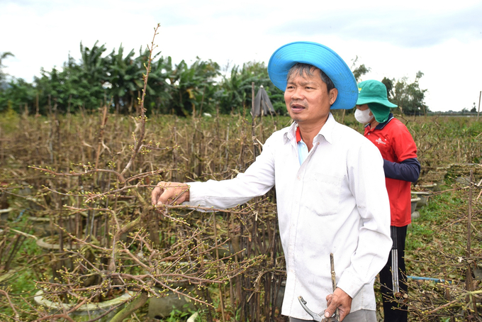 Anh Nguyễn Ngọc Minh ở thôn Háo Đức, xã Nhơn An (thị xã An Nhơn, Bình Định) đang rút cọc tre cho những chậu mai đã lặt lá chuẩn bị xuất bán. Ảnh: V.Đ.T.