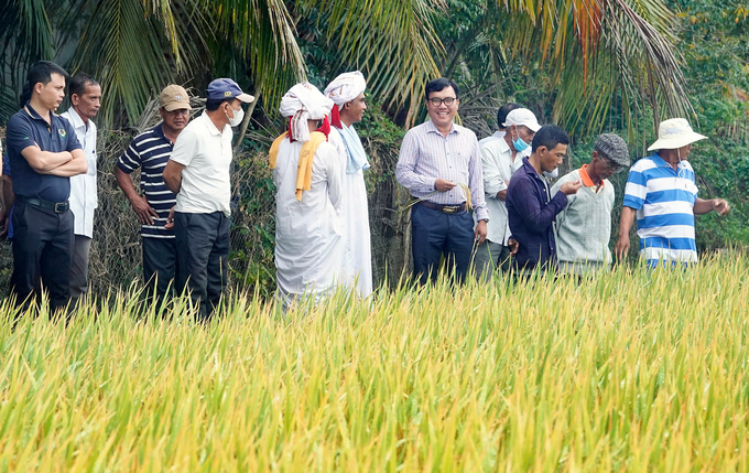 Trung tâm Khuyến nông Bình Thuận triển khai nhiều mô hình giúp bà con nông dân sản xuất lúa giảm chi phí đầu vào. Ảnh: KS.