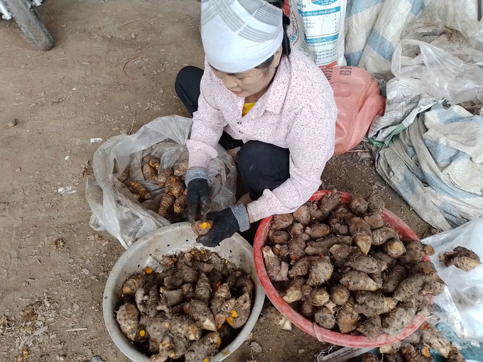 Sơ chế củ nghệ cái để bán cho cơ sở chế biến thuốc Đông y. Ảnh: Hải Tiến.