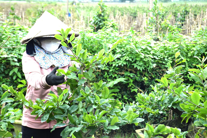 Trời Bình Định bắt đầu có nắng ấm, những nhà vườn mai cảnh đang hối hả lặt lá để bông búp đón nắng, cho hoa đúng dịp Tết. Ảnh: V.Đ.T.