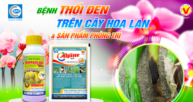 Các sản phẩm của Công ty CP BVTV Sài Gòn phòng trị hiệu quả bệnh thối đen hoa lan của Công ty CP BVTV Sài Gòn - SPC. Ảnh: Minh Tuyên.