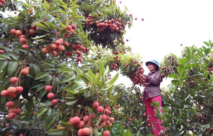 Năm nay, thời tiết khi cây vải, cây nhãn ra hoa tương đối thuận lợi. Ảnh: Bảo Thắng