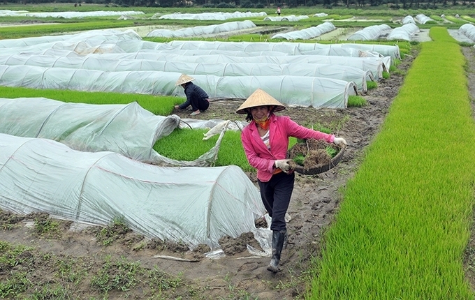 Người dân dùng màng nilon phòng, tránh rét cho mạ. Ảnh: Hưng Giang.