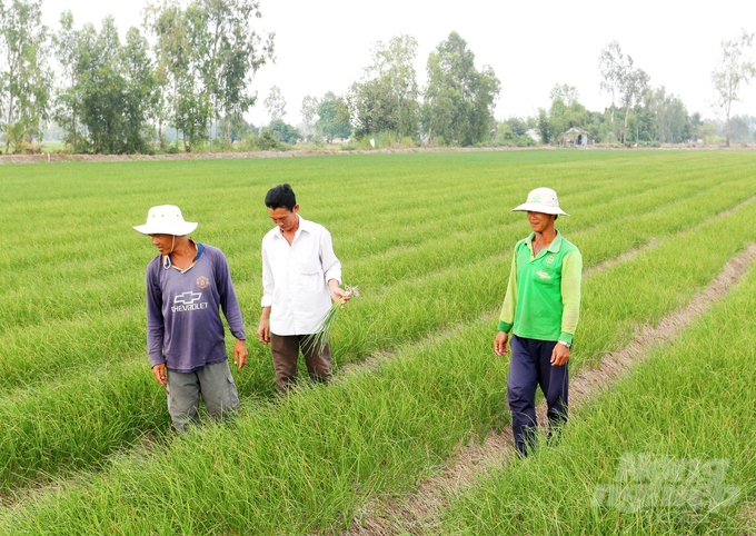 Việc chuyển đổi cơ cấu cây trồng, vật nuôi góp phần đa dạng hóa sản xuất nông nghiệp, thích ứng với biến đổi khí hậu, giúp người dân tăng thu nhập. Ảnh: Lê Hoàng Vũ.