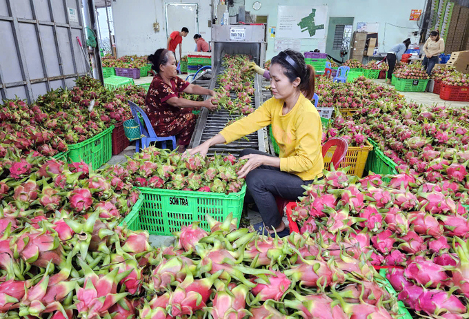 Năm 2024, ngành nông nghiệp Bình Thuận có nhiều điểm sáng. Ảnh: KS.