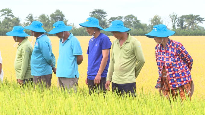 Nông dân Trà Vinh không bị ảnh hưởng hạn mặn do các công trình thủy lợi phát huy tốt hiệu quả. Ảnh: Hồ Thảo.