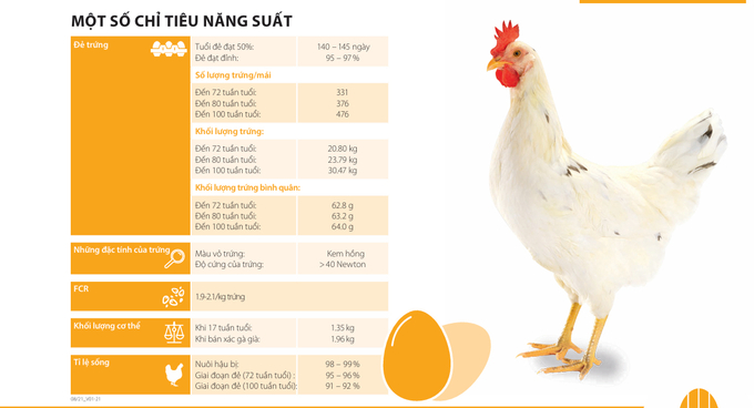 Một số chỉ tiêu năng suất nổi trội của của giống gà đẻ trứng hồng Lohmann Sandy.