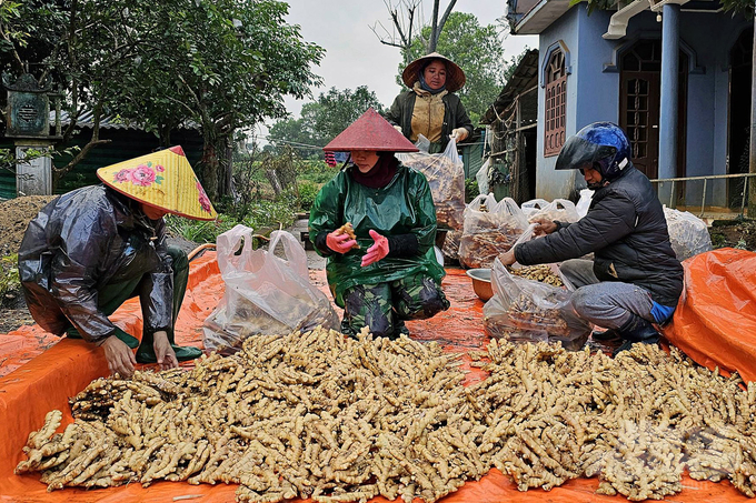 Gừng được mùa, giá bán cao nên nông dân rất phấn khởi. Ảnh: Võ Dũng.