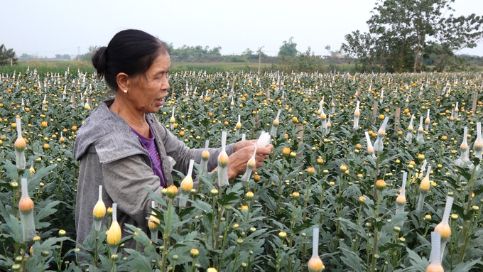 Bà Dương Thị Hòa bọc túi lưới cho hoa cúc. Ảnh: Quang Linh.