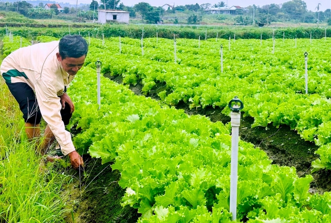 Mô hình trồng rau đạt chứng nhận VietGAP ở thị trấn Phú Long, huyện Hàm Thuận Bắc, tỉnh Bình Thuận. Ảnh: KH.