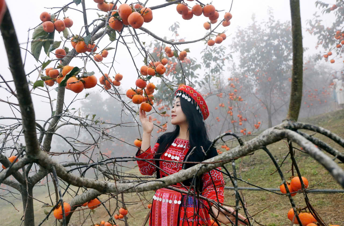 Những gốc hồng làm say đắm lòng người. Ảnh: Dương Sơn.