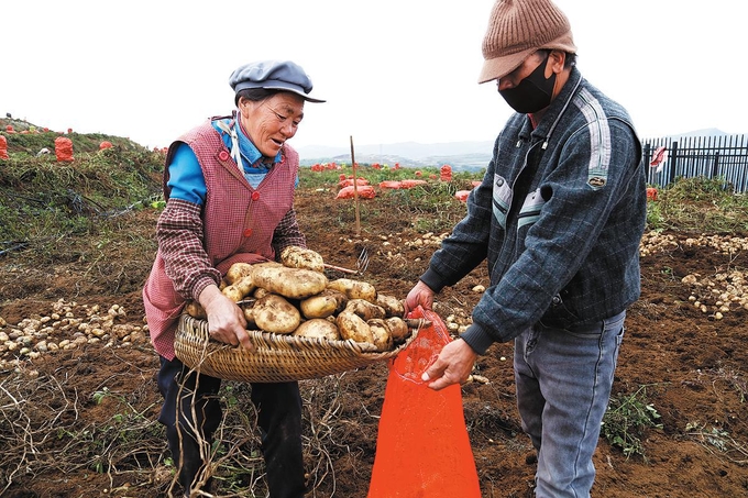 Farmers harvest potatoes in Qiaojia county, Zhaotong, Yunnan province, in October. 