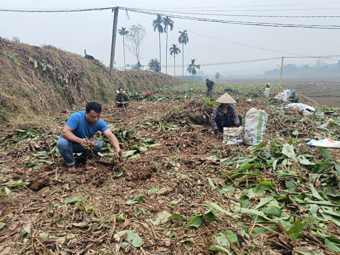 Số ít hộ dân được thu hoạch đao trong năm nay. Ảnh: Thanh Tiến.