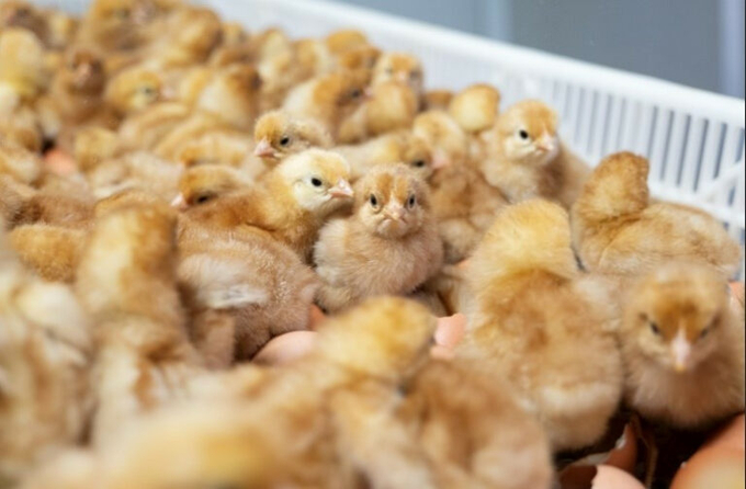 The first hatched brown layer hens that were in-ovo sexed using Cheggy technology. Photo: Cheggy.