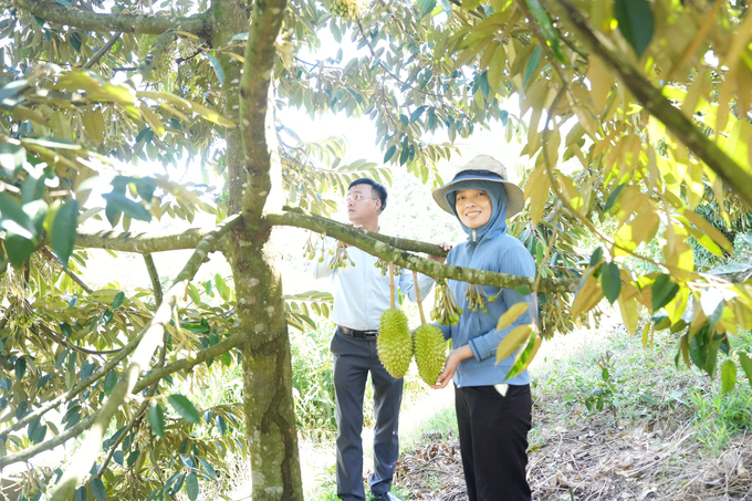 Although the durian trees at DNo Farm are cared for in the usual way, they produce fruit out of season, ripening around the Lunar New Year and being harvested until about April, which is when durian farms in other regions typically begin to see their fruit ripen. Photo: Hong Thuy.