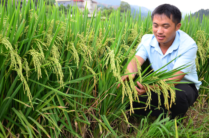 Lúa tốt nhờ bón phân Lâm Thao. Ảnh: Dương Đình Tường.