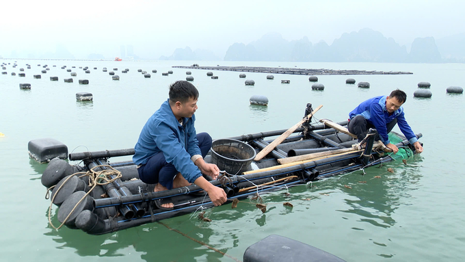 Các mô hình nuôi kết hợp cá, nhuyễn thể và rong biển đang cho thấy sự bền vững, giúp giảm phát thải và nâng cao hiệu quả kinh tế. Ảnh: Hồng Thắm.