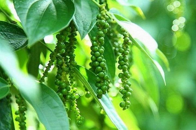 Latest domestic and global pepper price update on January 12, 2025