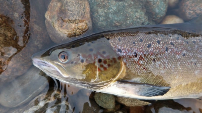 Atlantic salmon. Photo: JCU. 