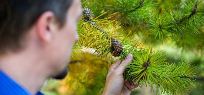 The recent UCalgary study suggests there are some key genes that are particularly important for how plants respond adaptively to environmental change. Credit: University of Calgary.