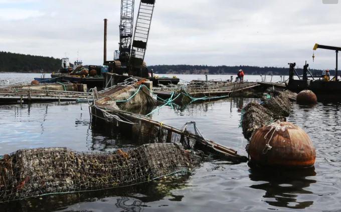 A Cooke Aquaculture net pen collapsed off Cypress Island in 2017. Photo: Alan Berner/The Seattle Times.