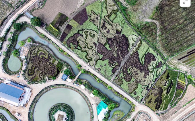 A drone view shows dragon and cat figures created by Thunyapong Jaikum, a Thai farmer and artist, in rice fields in Chiang Rai province, north of Thailand, January 11, 2025. 