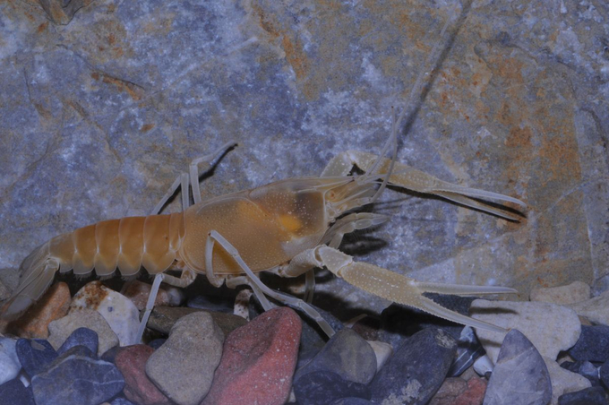 There is a high number of threatened crayfish, which is found Vunerable on the IUCN Red List. Photo: IUCN.