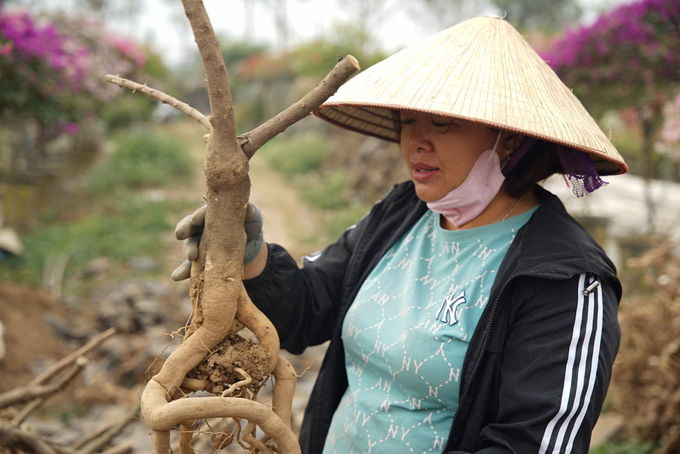 Chị Thu nâng niu gốc hoa giấy bonsai phải mất gần 3 năm chăm sóc trước khi đưa vào ghép cành thành phẩm. Ảnh: Linh Linh.