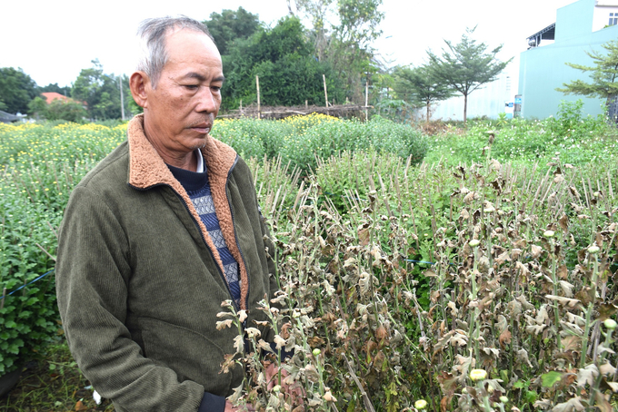 Ông Bùi Văn Trọng đứng nhìn hàng trăm chậu cúc bị chết cháy chỉ sau 1 đêm với đôi mắt thất thần. Ảnh: V.Đ.T.