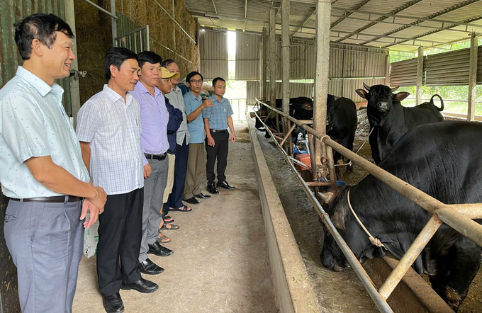 Mô hình chăn nuôi thâm canh bò BBB tại hộ anh Trần Kim Quang (thôn Long Hưng, xã Hải Phú, huyện Hải Lăng). Ảnh: Việt Toàn.