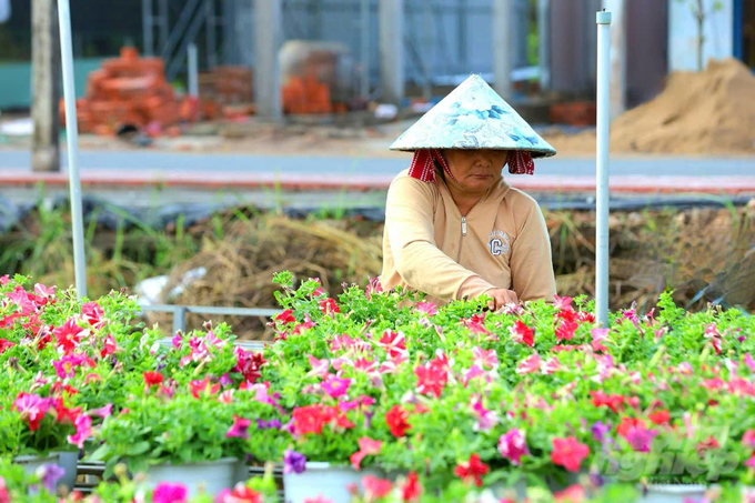 Người dân tranh thủ chăm sóc hoa, kiểng Tết. Ảnh: Lê Hoàng Vũ.