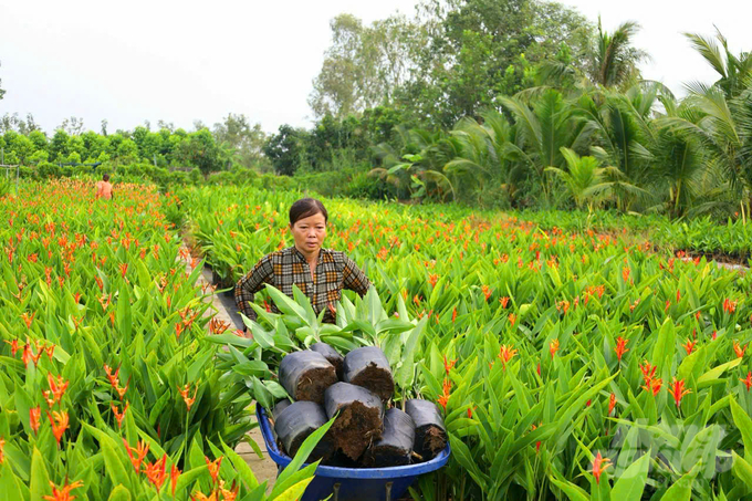 Nhiều thương lái đến thu mua hoa kiểng mang đi các nơi tiêu thụ. Ảnh: Lê Hoàng Vũ.