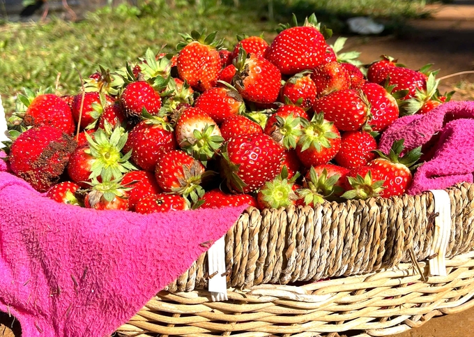 Những quả dâu tây Hana đỏ mọng tại Kites Farm. Ảnh: Đăng Lâm.