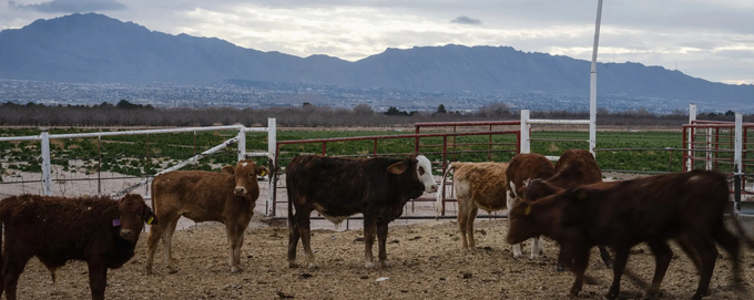 Forty to 50 heads of cattle, down from 5,000 due to restrictions on cattle imports from Mexico, reside at the Vaquero Trading stockyard in Sunland Park, New Mexico on Jan. 8, 2025. Vaquero Trading's offices are based in El Paso. Photo: Justin Hamel.