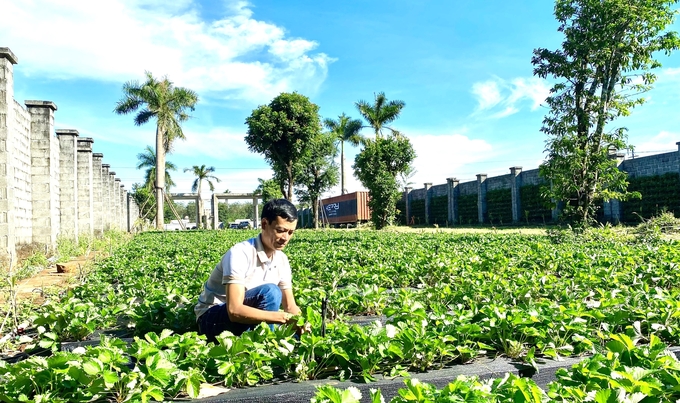 Vườn dâu tây Hana tại Kites Farm đang được anh Quý tập trung chăm sóc chờ ra quả để đón khách tham quan. Ảnh: Đăng Lâm.