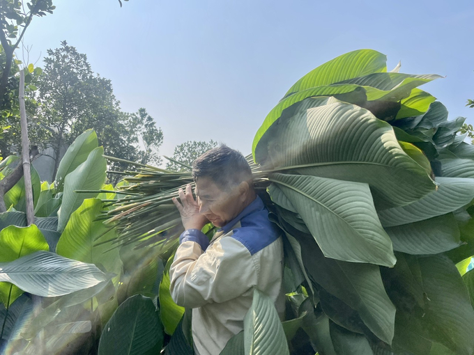 Lá dong được người dân nâng niu, tránh rách, nát làm giảm giá trị. Ảnh: Minh Toàn.