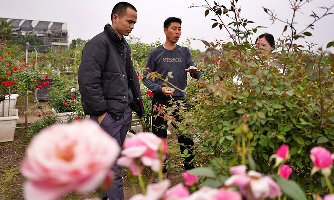 Anh Nguyễn Duy Thắng (đứng giữa), một chủ vườn tại xã Mê Linh giới thiệu tới khách mua về giá các loại hồng tại vườn. Ảnh: Bảo Thắng.