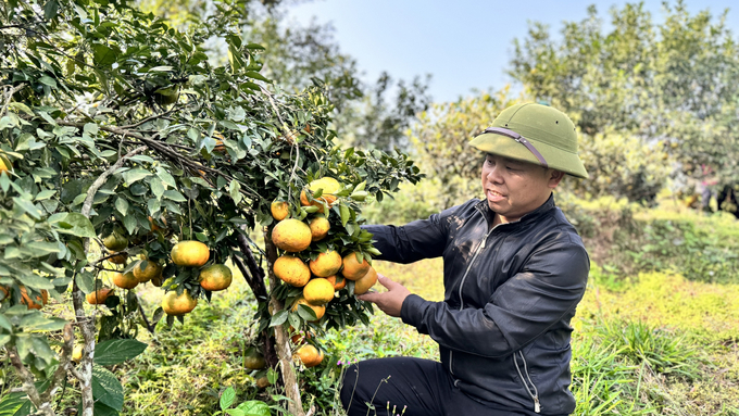 Cây cam bù hiện là cây ăn quả cho hiệu quả kinh tế hàng đầu trên đất Hương Sơn. Ảnh: Ánh Nguyệt.