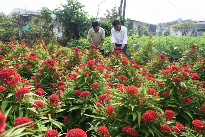 Số hoa của người dân phục hồi tốt sau khi bị ngập. Ảnh: Hồ Thảo.