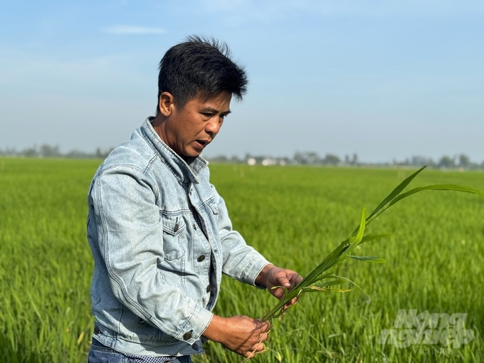 Dù giá lúa giảm, nhiều nông dân lạc quan, mong chờ giá sẽ tăng trở lại sau Tết Nguyên đán. Ảnh: Kim Anh.