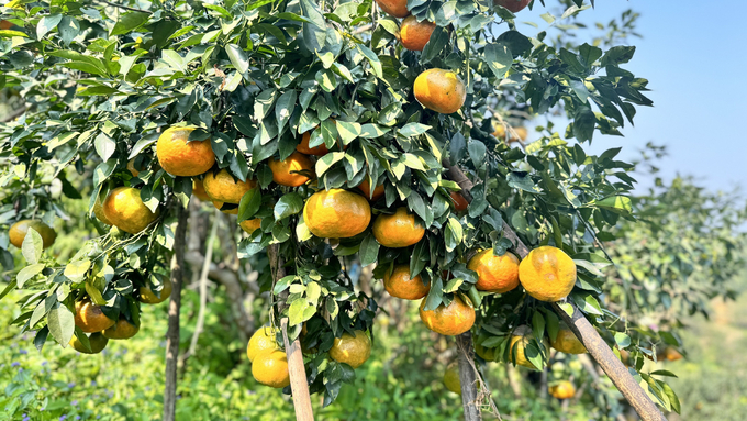 Cam bù cho thu hoạch vào đúng dịp Tết Nguyên Đán nên nhà vườn có thu nhập cao nhờ bán được giá. Ảnh: Ánh Nguyệt.